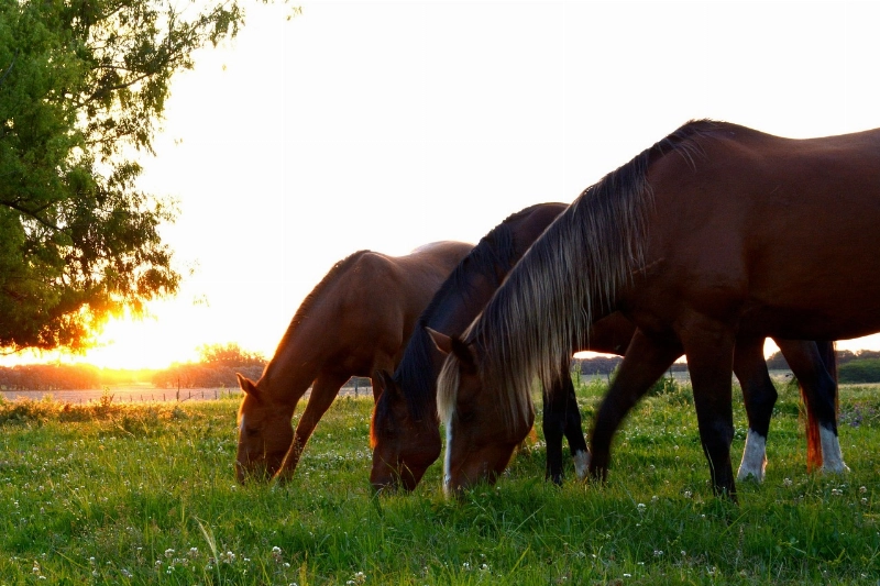Suplementos para caballos: potencia, salud y resistencia en cada dosis