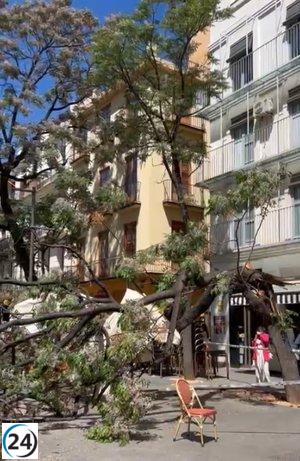 Árbol cae en plaza del Mercado de València y deja tres heridos