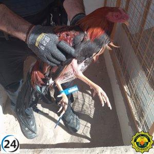 Operativo policial desarticula criadero ilegal de gallos de pelea en La Punta