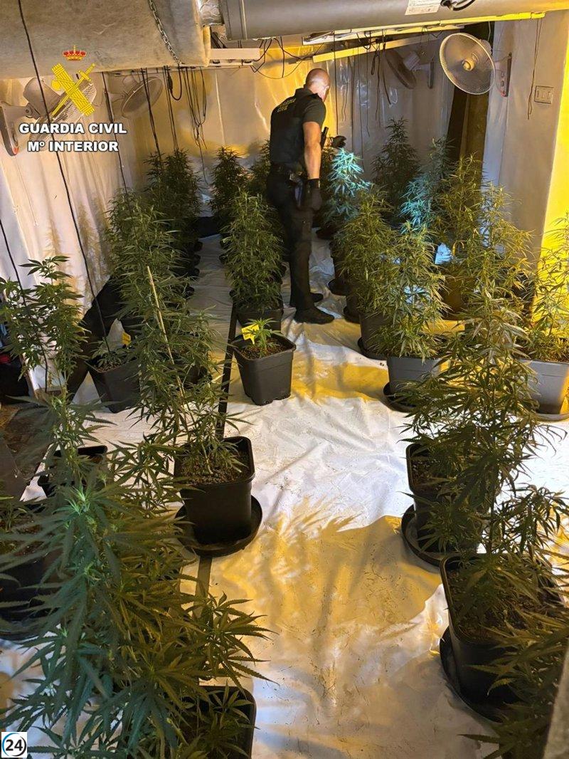 Cuatro arrestos por cultivar marihuana en una casa de Rafelguaraf.