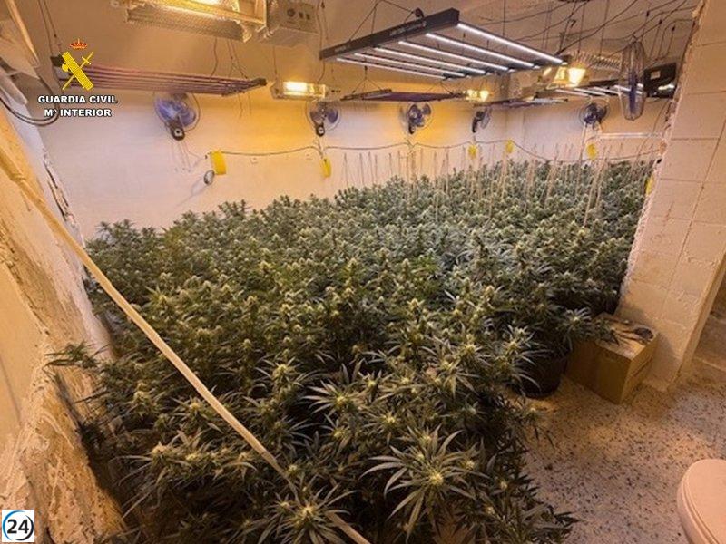 Desmantelan plantación de marihuana en Villena; hay tres personas bajo investigación.