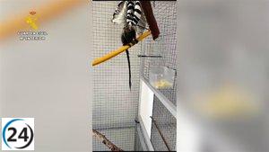 Rescatado mono tití pigmeo desnutrido y deshidratado en Onda, un acto de solidaridad en Castellón