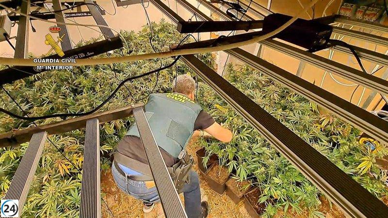 Joven arrestado en Aldaia por cultivar más de 900 plantas de cannabis en su domicilio
