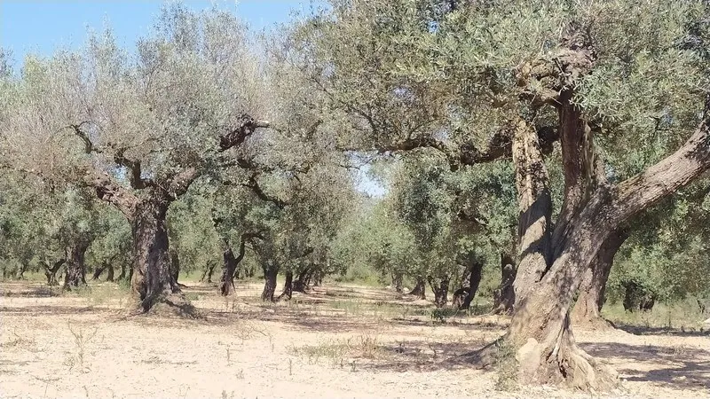 Pasea entre olivos milenarios en la Serra d'Espadà